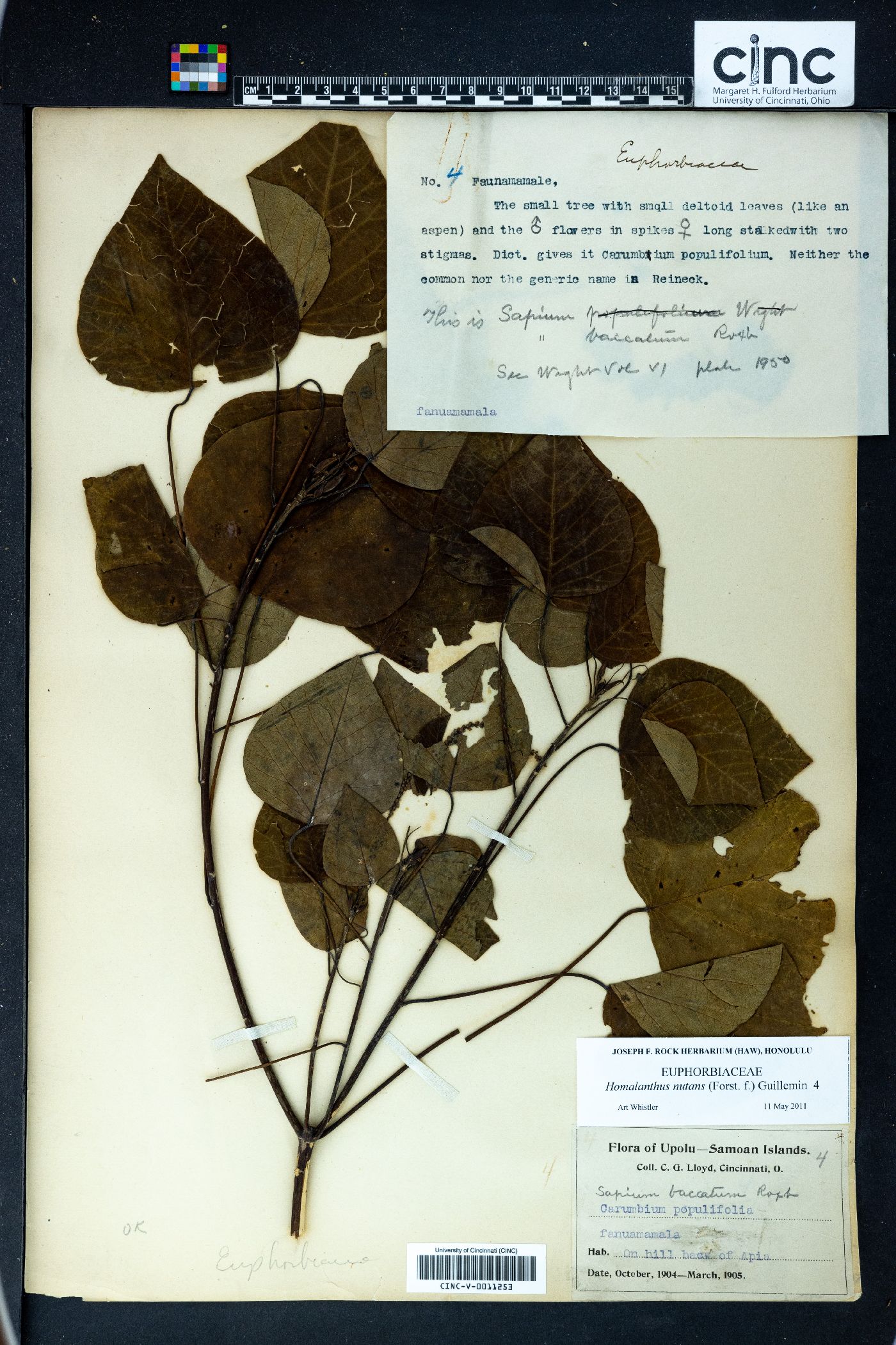 Homalanthus nutans image