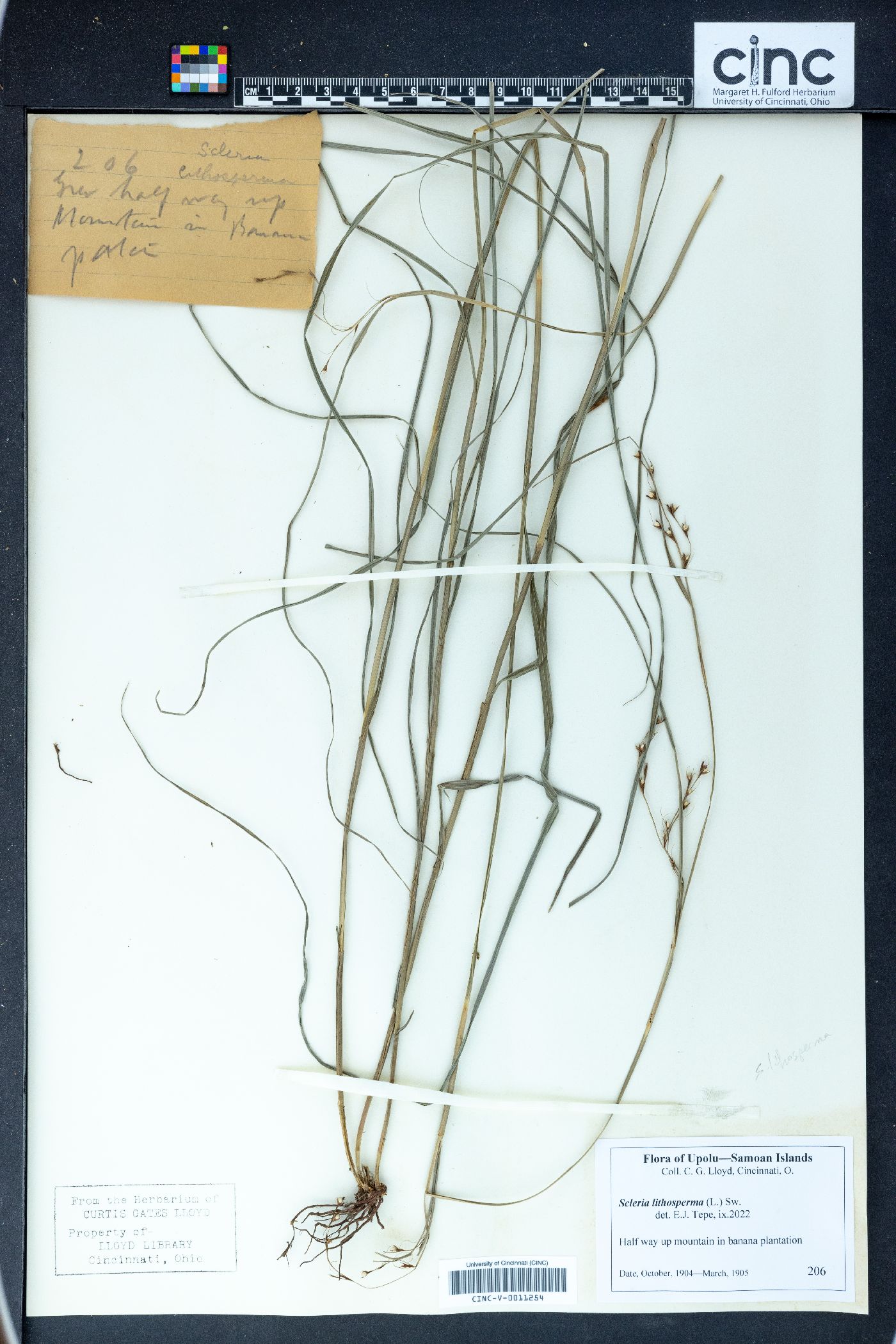 Scleria lithosperma image
