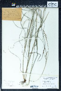 Scleria lithosperma image