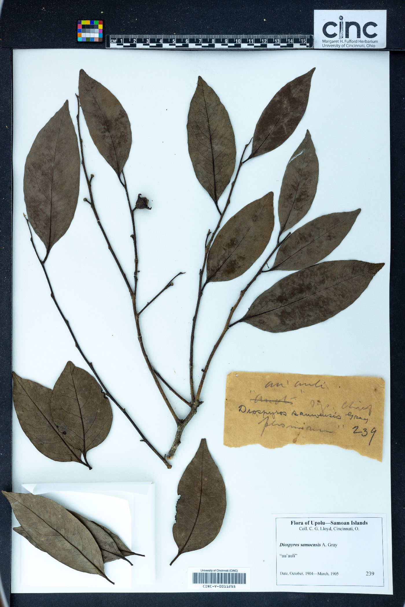 Diospyros samoensis image