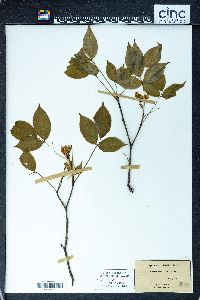 Staphylea trifolia image