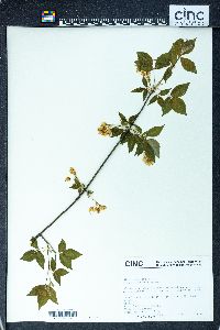 Staphylea trifolia image