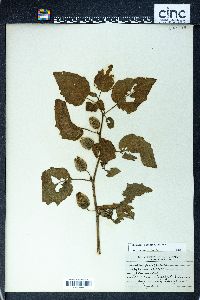 Image Associated With the Occurence