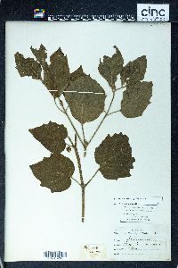 Image Associated With the Occurence