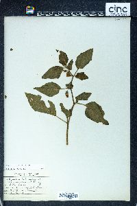 Image Associated With the Occurence