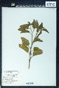 Physalis longifolia image