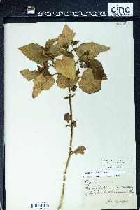 Image Associated With the Occurence