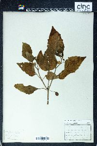 Image Associated With the Occurence
