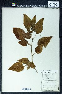 Image Associated With the Occurence