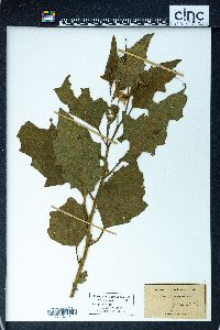 Image Associated With the Occurence