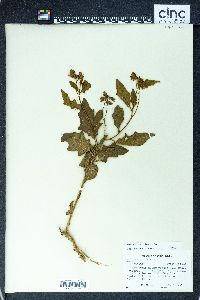 Image Associated With the Occurence