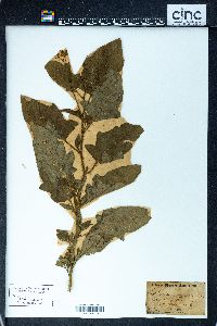 Image Associated With the Occurence