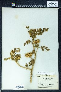 Solanum rostratum image