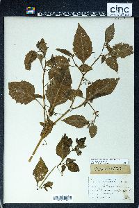 Solanum ptychanthum image