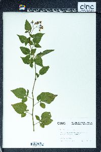 Image Associated With the Occurence