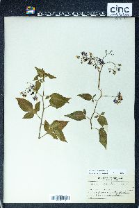Image Associated With the Occurence