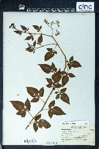 Image Associated With the Occurence