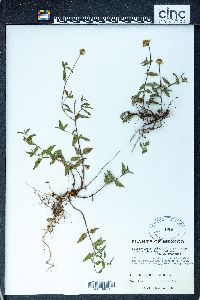 Sclerocarpus uniserialis image