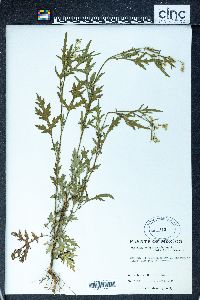 Parthenium hysterophorus image