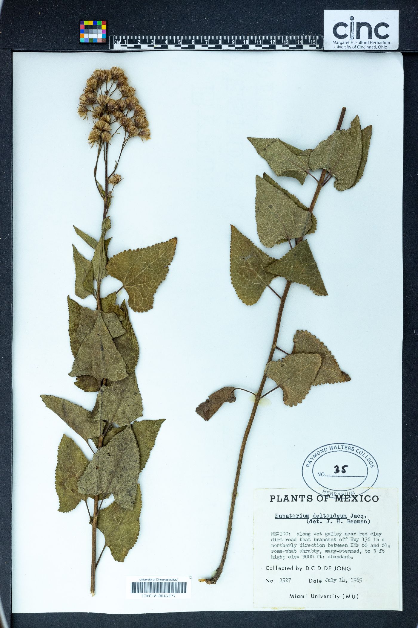 Eupatorium deltoideum image