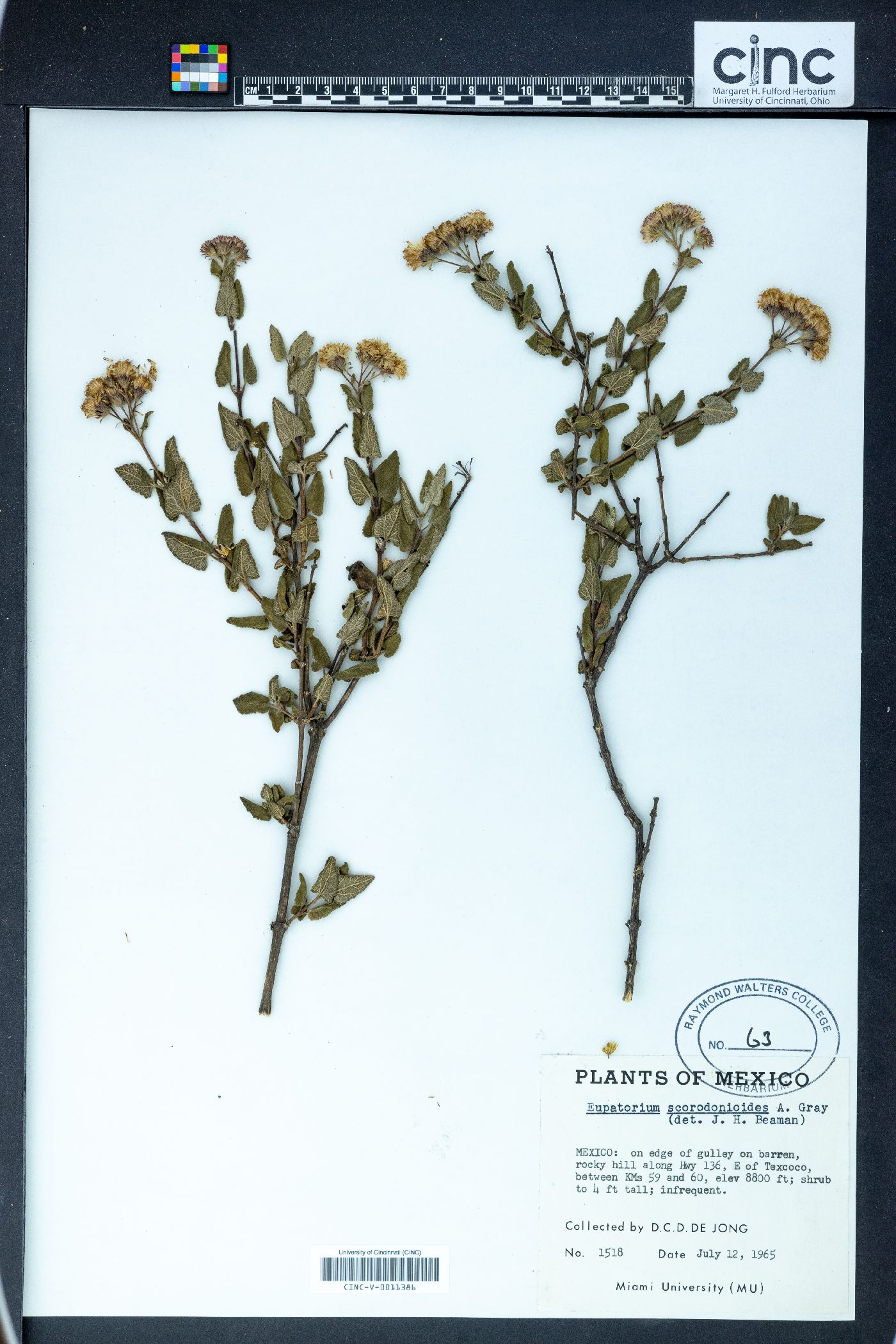 Eupatorium scorodonioides image