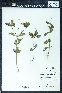 Melampodium longipilum image