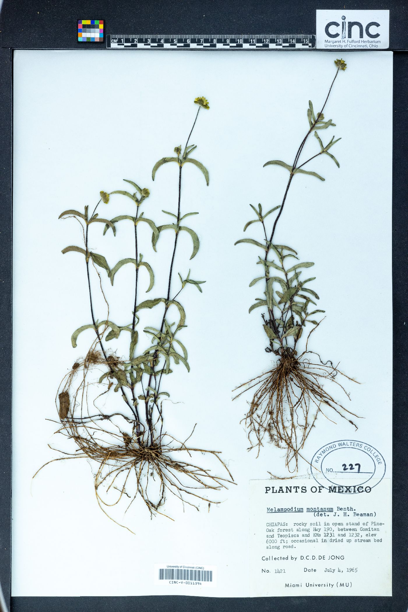 Melampodium montanum image