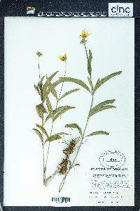 Perymenium jaliscense image