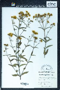 Perymenium lancifolium image