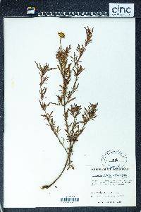 Dyssodia pinnata image