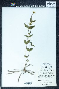 Heliopsis procumbens image