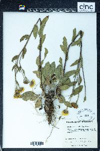 Heterotheca inuloides image