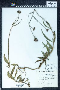 Image of Ageratum salicifolium