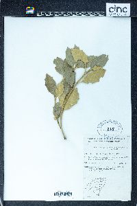 Olearia argophylla image