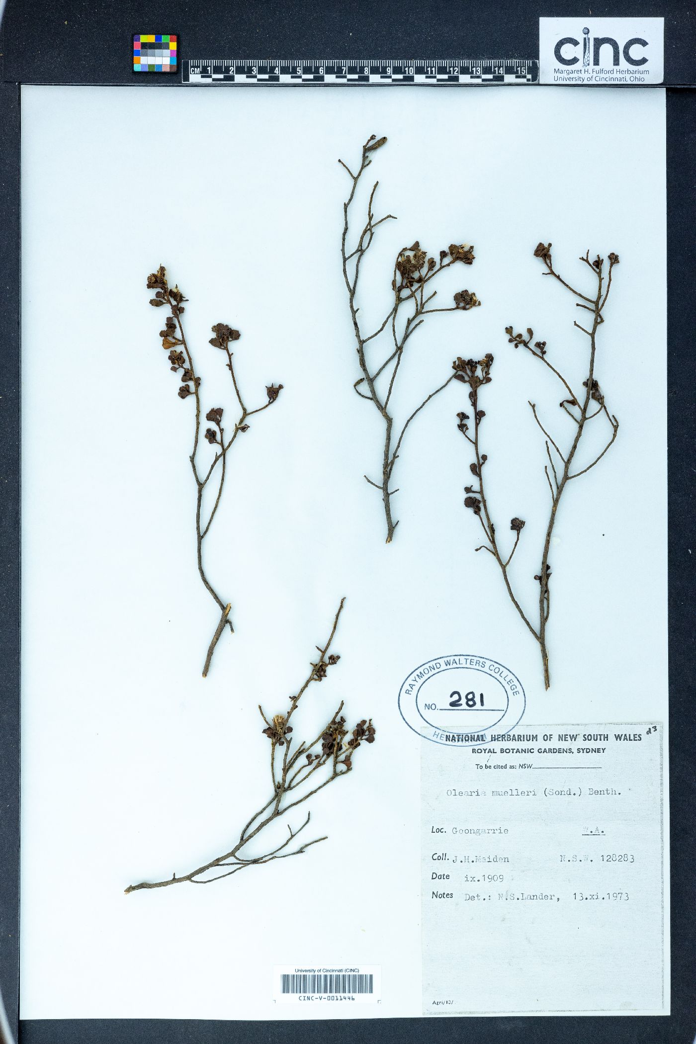 Olearia muelleri image