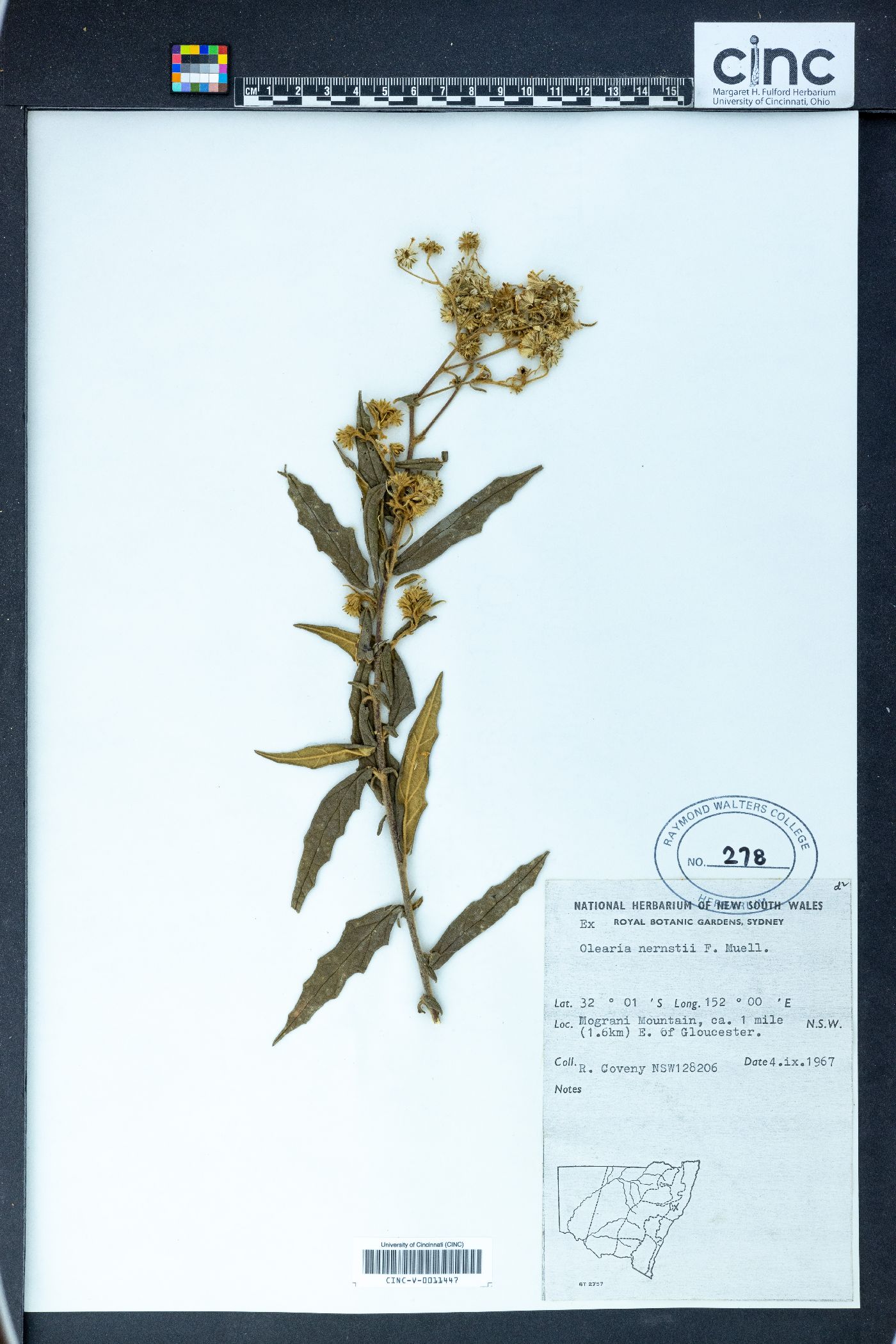 Olearia nernstii image
