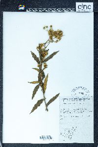 Image of Olearia nernstii