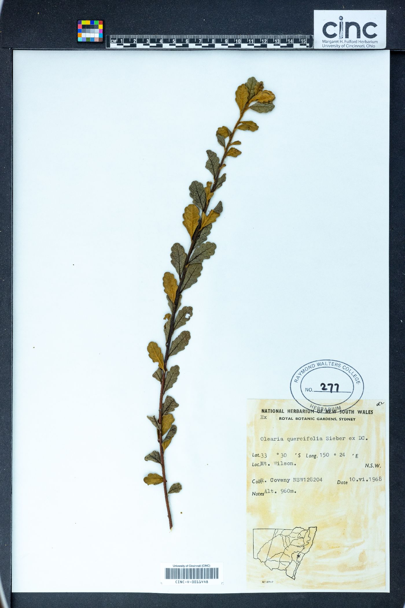 Olearia quercifolia image