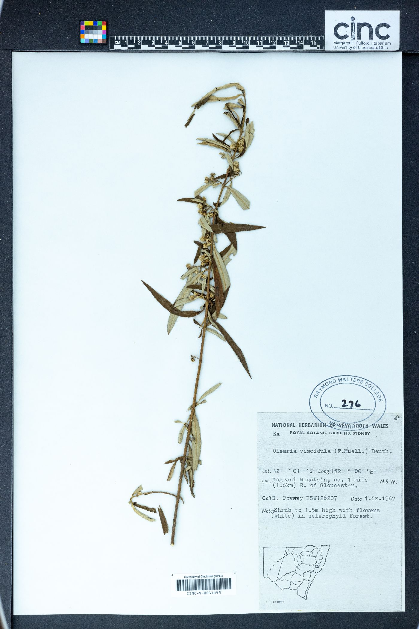 Olearia viscidula image