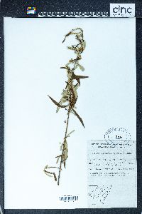 Image of Olearia viscidula