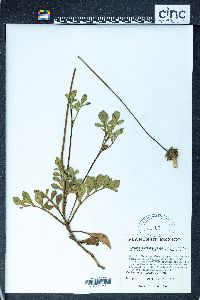 Cosmos diversifolius image