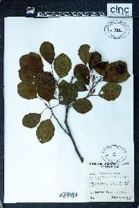 Alnus glutinosa image