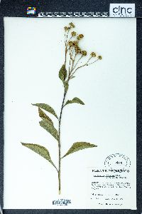 Verbesina olivacea image