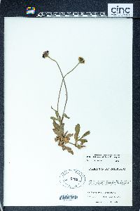 Erigeron affinis image