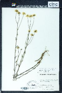 Erigeron delphinifolius image