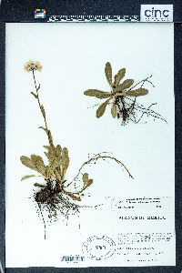 Erigeron potosinus image