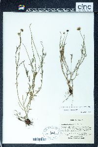 Erigeron pubescens image