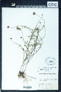 Erigeron pubescens image