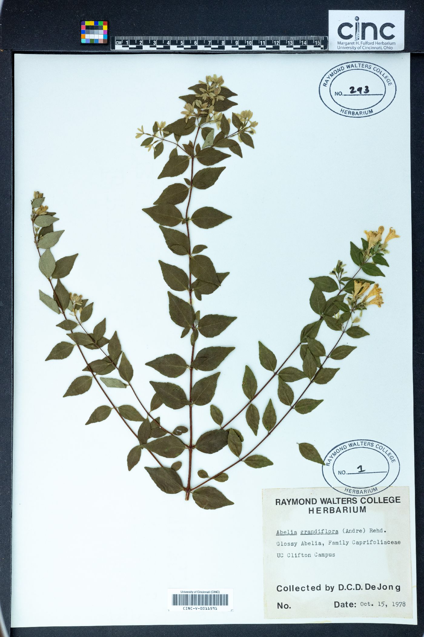 Abelia grandifolia image