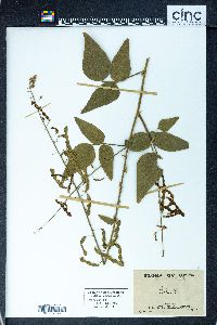 Desmodium canadense image